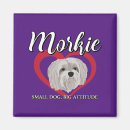 Search for morkie Maltese