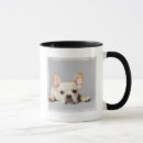 Search for purebred mugs Domestic animals