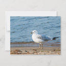 Search for seagull postcards Bird