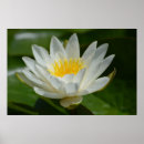 Search for white lotus flower posters Buddhism