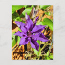 Search for clematis postcards Plants