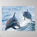 Search for cute dolphin posters Dolphins