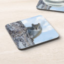 Search for gray squirrel Critter