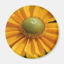 Search for gerbera magnets Photography