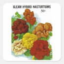Search for nasturtium stickers Vintage