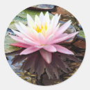 Search for waterlily stickers Floral