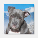 Search for pitbuls magnets Animals