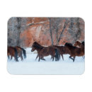 Search for herding magnets Running