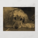 Search for golden retriever postcards Dog
