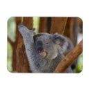 Search for cuddly magnets Cute