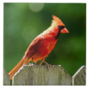 Search for cardinal tiles Wildlife