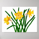 Search for daffodils pictures posters For her