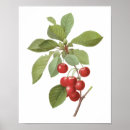 Search for cherry fruit posters Retro