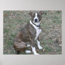 Search for pitbull posters Breed