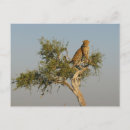 Search for leopard spots postcards Wildlife