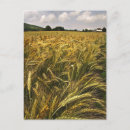 Search for grain postcards Food