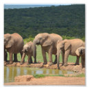 Search for elephant photos posters Elephants