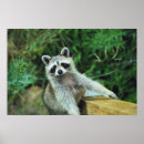 Search for racoon posters Black