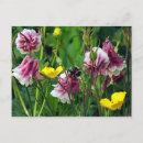 Search for columbine postcards Summer