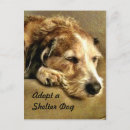 Search for dog adoption postcards Shelter