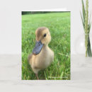 Search for duckling cards Farm