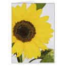 Search for sunflowers graduation Nature