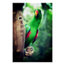 Search for colourful parrot posters Exotic