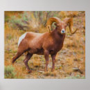 Search for rams posters Landscape
