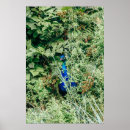 Search for peafowl art Animal