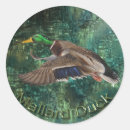 Search for duck male stickers Ducks