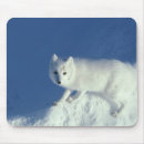 Search for arctic fox mousepads Snow