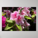 Search for azalea Nature