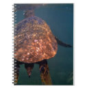 Search for sea turtle notebooks Hawaii