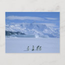 Search for pygoscelis adeliae Seabird