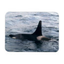 Search for orca whale magnets Ocean