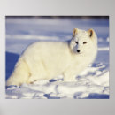 Search for arctic fox posters Alaska