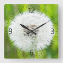 Search for dandelion clocks Green