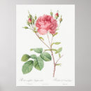 Search for vintage rose posters Botanical