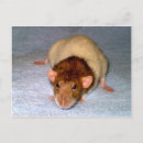Search for rat postcards Pet