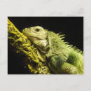 Search for iguana postcards Photograph