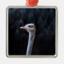 Search for ostrich christmas tree decorations Portrait