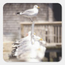 Search for gull stickers Outdoors