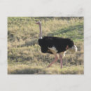 Search for ostrich postcards Wild