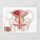 Search for gland Digitally generated image