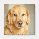 Search for retrievers magnets Pet