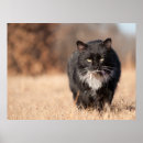 Search for soft kitty art White