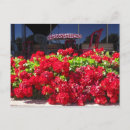 Search for red geraniums postcards Garden