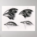 Search for darwin posters Species