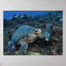 Search for hawksbill posters Cozumel