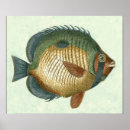 Search for big fish posters Animal